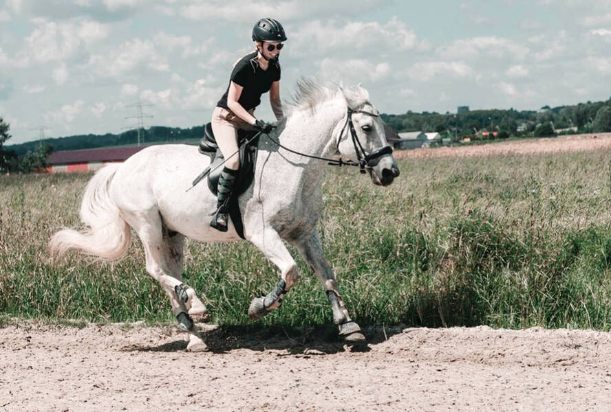 Arten von Pferden im Galopp und Regeln des Reitens