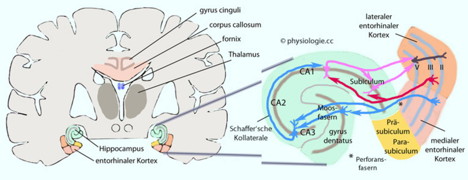 Motorisches Gedächtnis: Eigenschaften und Entwicklungsmerkmale