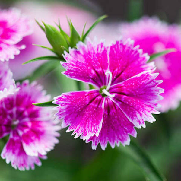 Alena und Elena sind verschiedene oder derselbe Name?