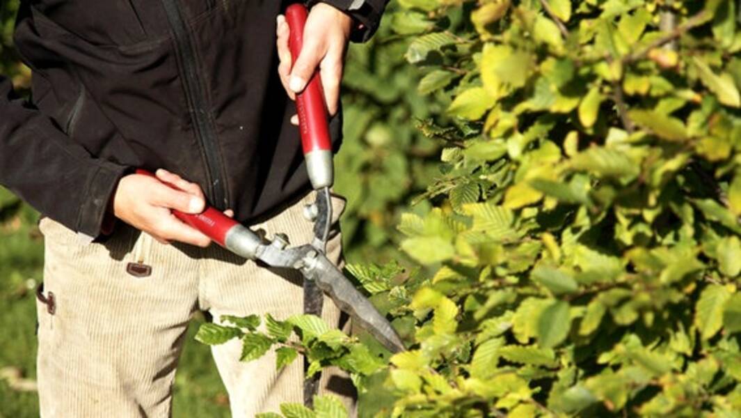 Alles über Formschnitt von foamiran