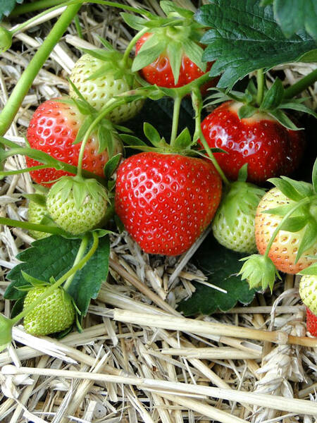 Alles, was Sie über Lambada wissen müssen