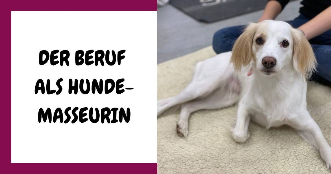 Alles über Berufe mit Hund