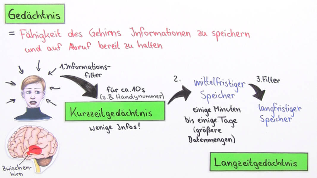 Wie ein Teenager Gedächtnis und Gehirnfunktion verbessern kann?