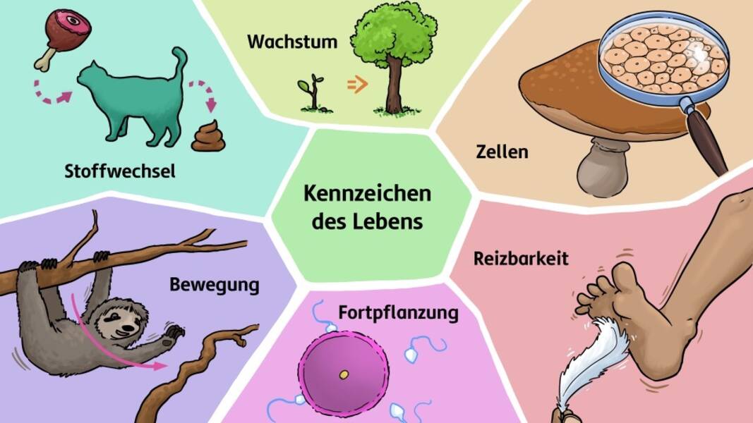 Biologielehrer: Merkmale und Aufgaben