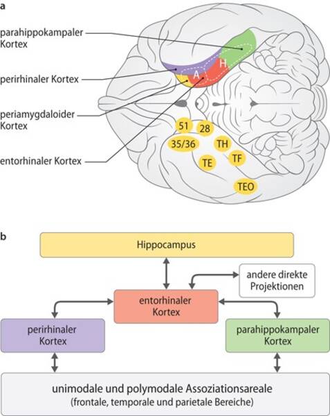 Das Gedächtnis von Vorschulkindern: Arten und Merkmale der Entwicklung